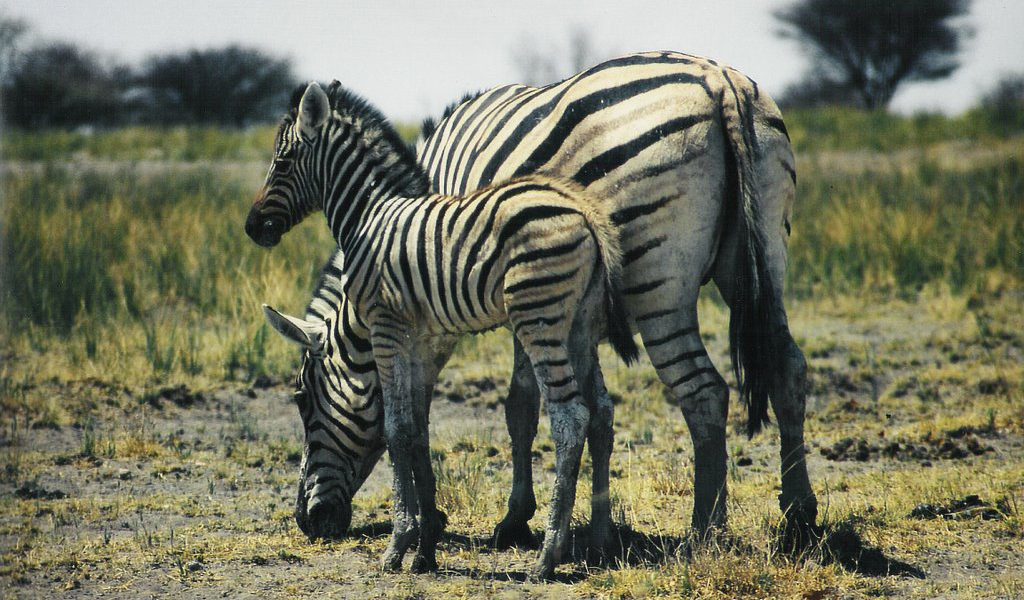 Namibia & Botswana auf eigene Faust